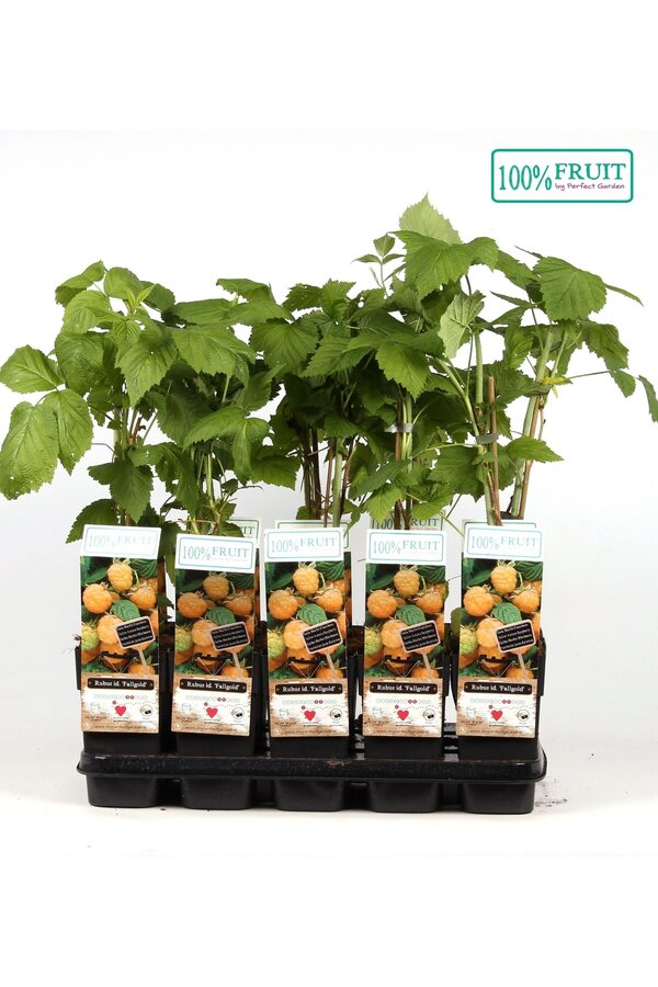 Rubus idaeus Fallgold P15