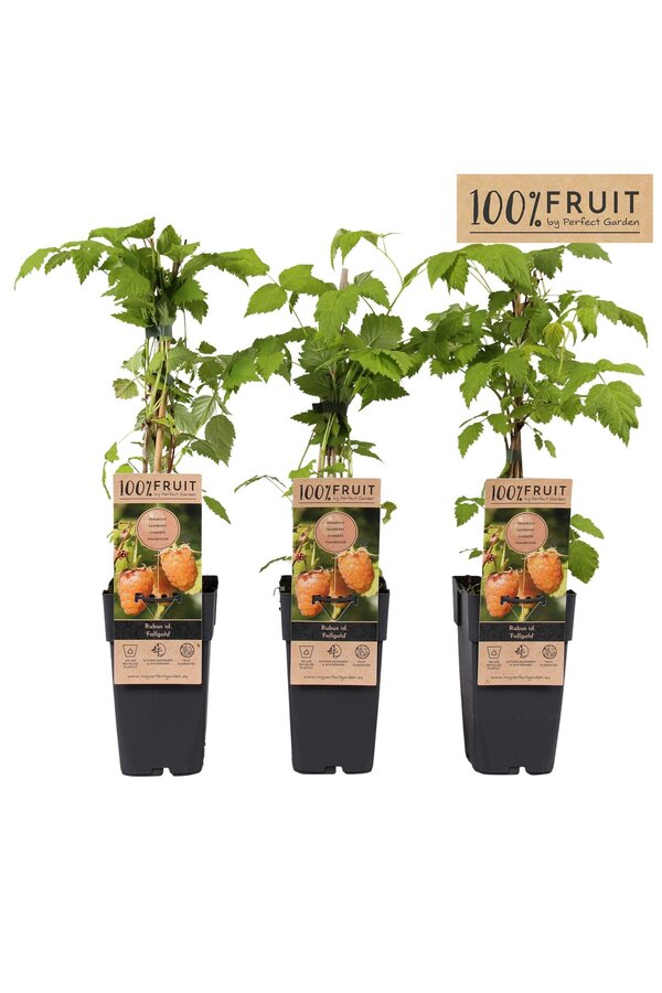 Rubus idaeus Fallgold P15