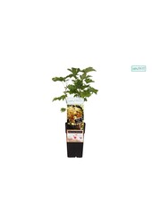 Ribes rubrum Perle Blanche P15