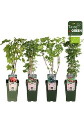 Plateau de mélange Ribes Bio P19