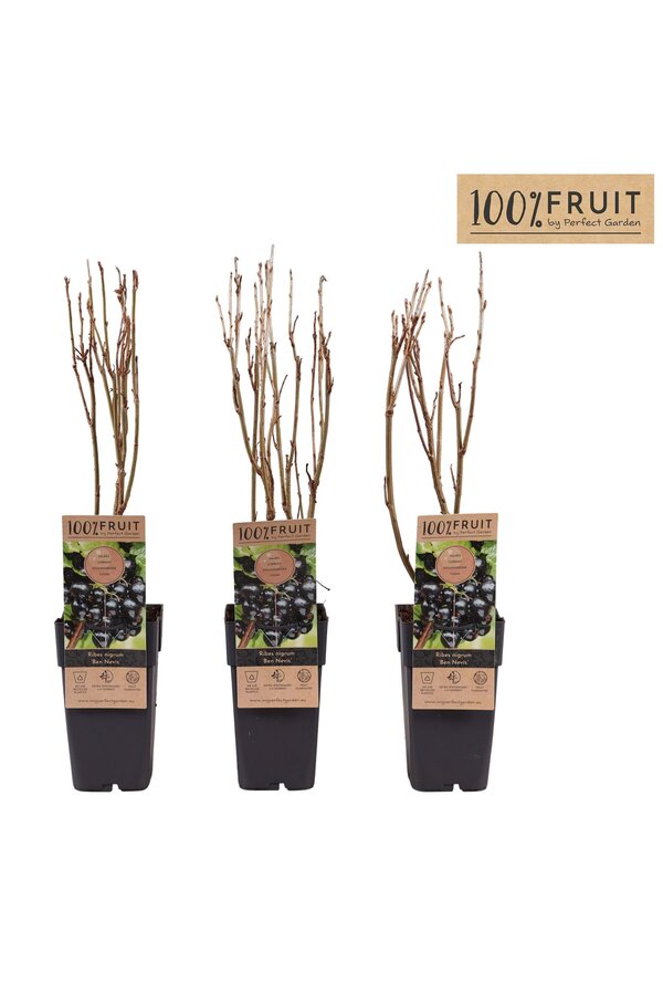 Ribes nigrum Ben Nevis P15
