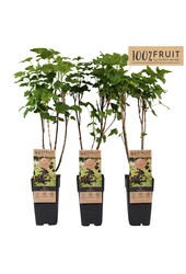 Ribes Jostaberry P15