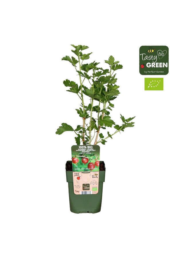 Ribes uva-crispa Captivator Bio P13