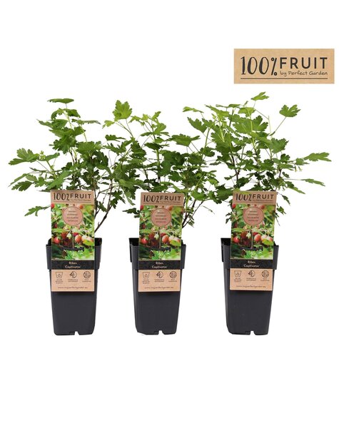 Ribes uva-crispa Captivator P15
