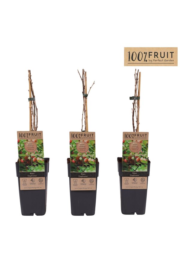 Ribes uva-crispa Captivator P15