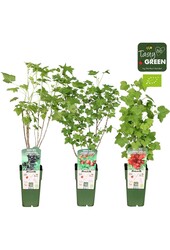 Ribes mélange bas bio P15