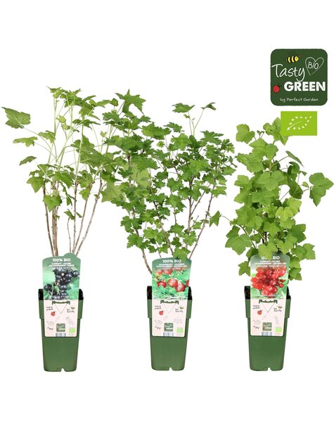 Ribes mélange bas bio P15