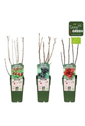 Ribes mélange bas bio P15