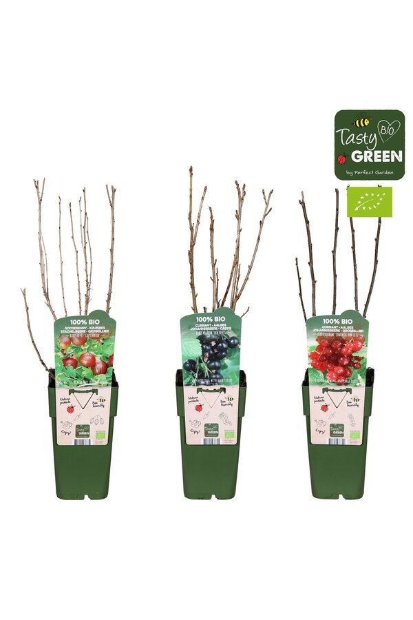 Ribes mélange bas bio P15