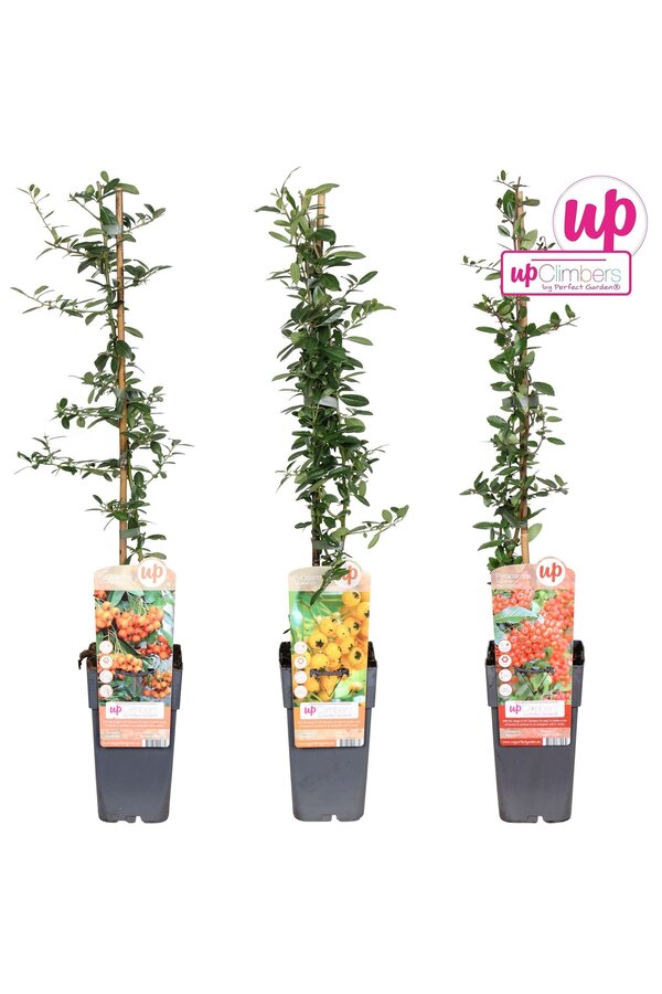 Pyracantha mélange plateau P15