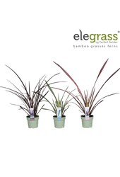 Phormium mix plateau P14