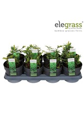 Pleioblastus pygmaeus Distichus P14