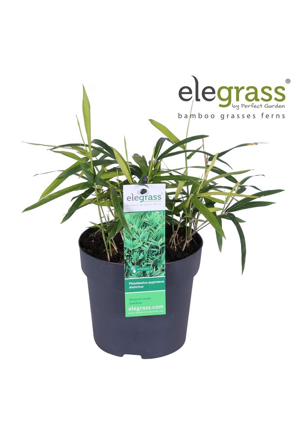 Pleioblastus pygmaeus Distichus P14