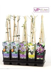 Mélange de Passiflora en plateau P15