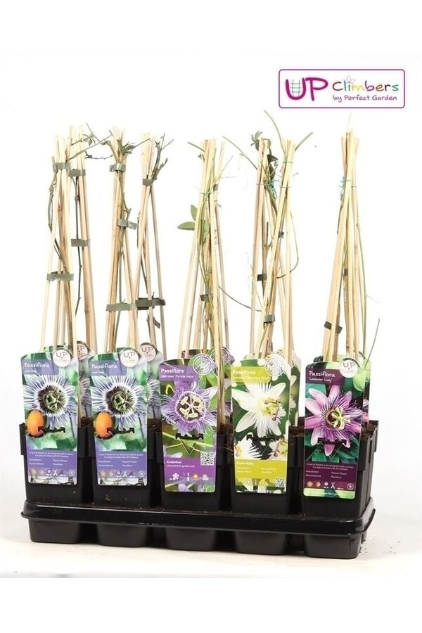 Mélange de Passiflora en plateau P15