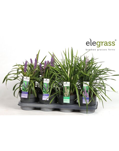 Liriope mélange plateau P14