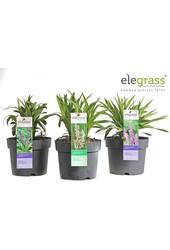 Liriope mélange plateau P14