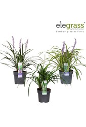 Liriope mélange plateau P14
