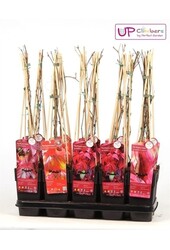 Parthenocissus mélange plateau P15