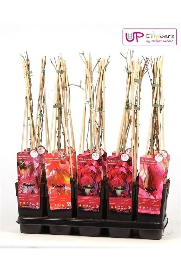 Parthenocissus mélange plateau P15