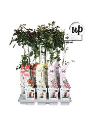 Rosa Our Choice mix tray P15