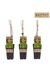 Ribes uva-crispa Hinnonmäki Vert P15