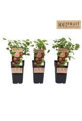 Ribes uva-crispa Hinnonmäki Röd P15