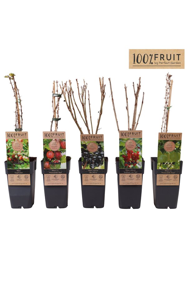 Plateau de mélange Ribes P15