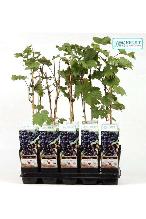 Vitis Zilga P15