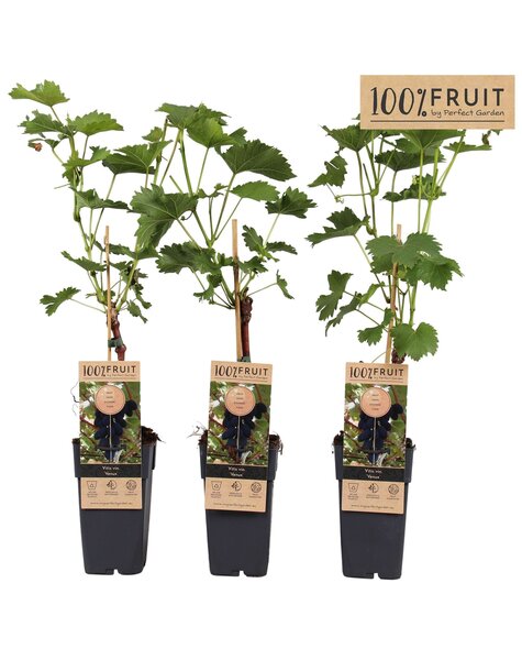 Vitis Venus (greffé) P15