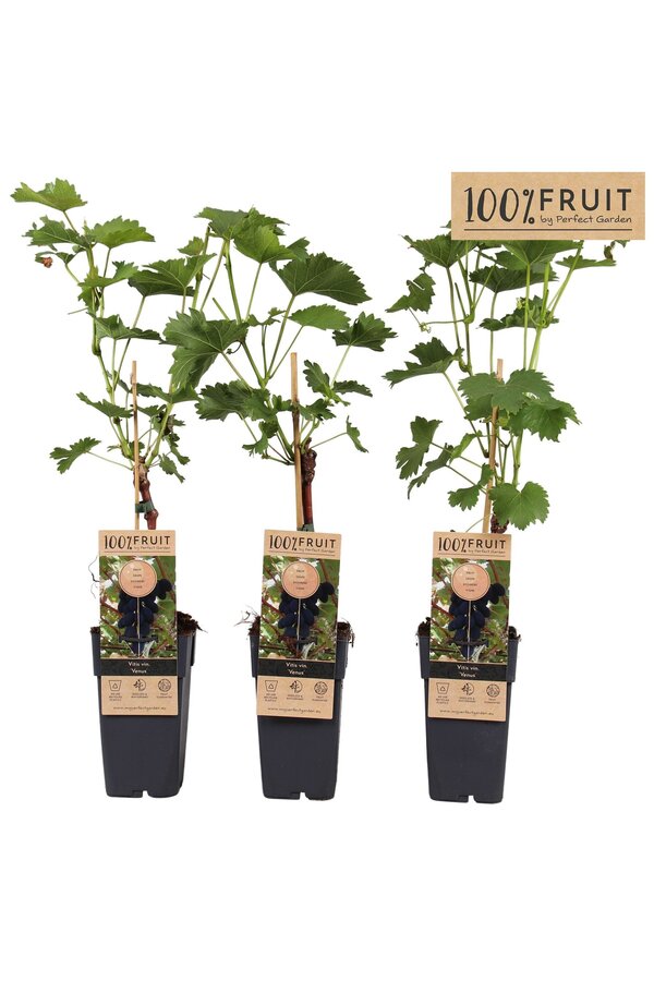 Vitis Venus (greffé) P15