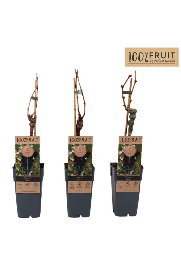 Vitis Venus (greffé) P15