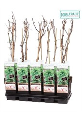 Vitis Muscat of Alexandria P15