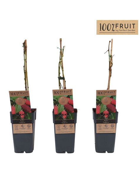 Rubus Tayberry P15