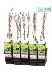 Vitis Golden Champion P15