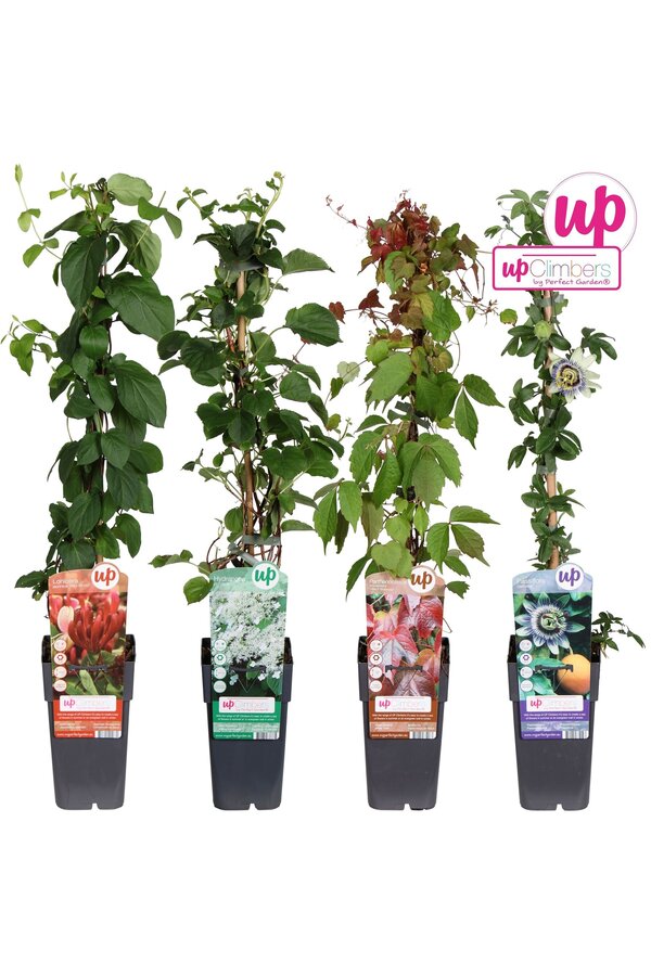 Klimplanten mix laag standaard P15