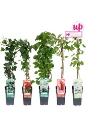 Klimplanten mix laag standaard P15