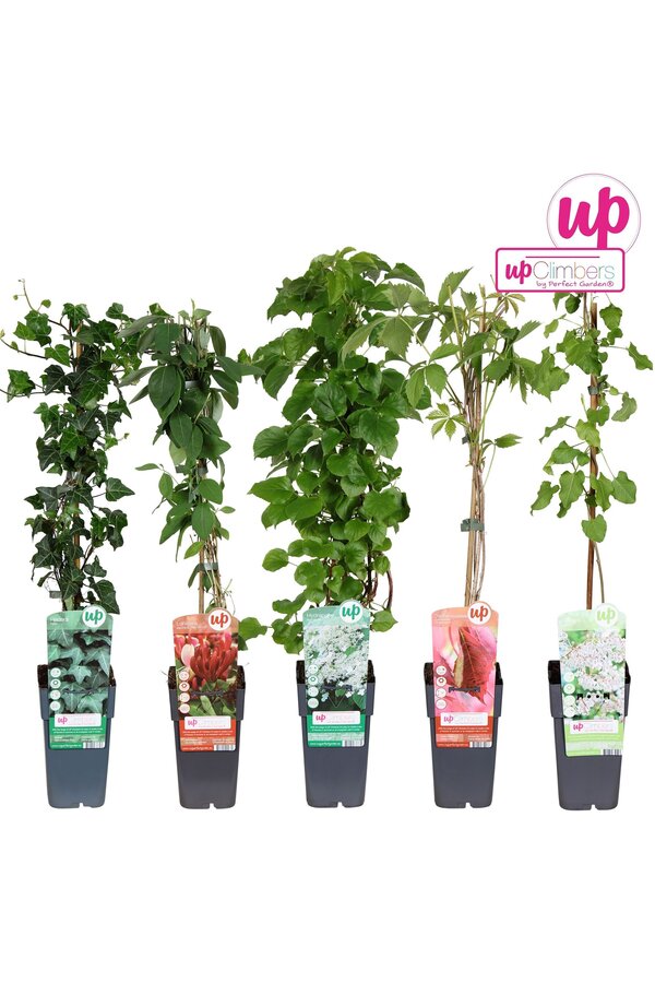 Klimplanten mix laag standaard P15