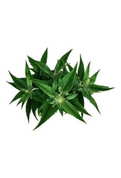 Arbre aux papillons Buddleja B. Candy Little White