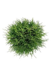 Chamaecyparis Sungold