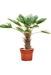 Trachycarpus Wagnerianus