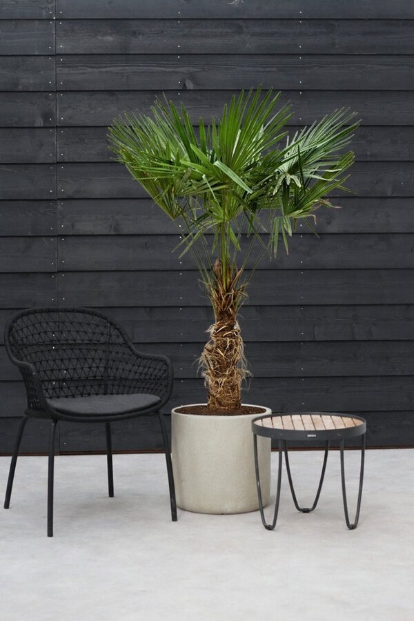 Trachycarpus waaierpalm XL