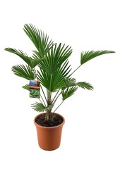 Trachycarpus Wagnerianus