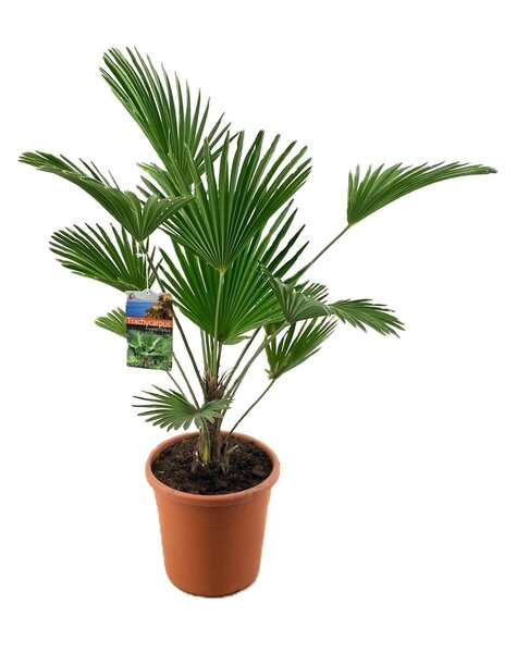 Trachycarpus