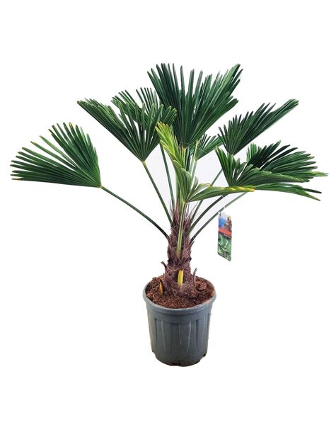 Trachycarpus