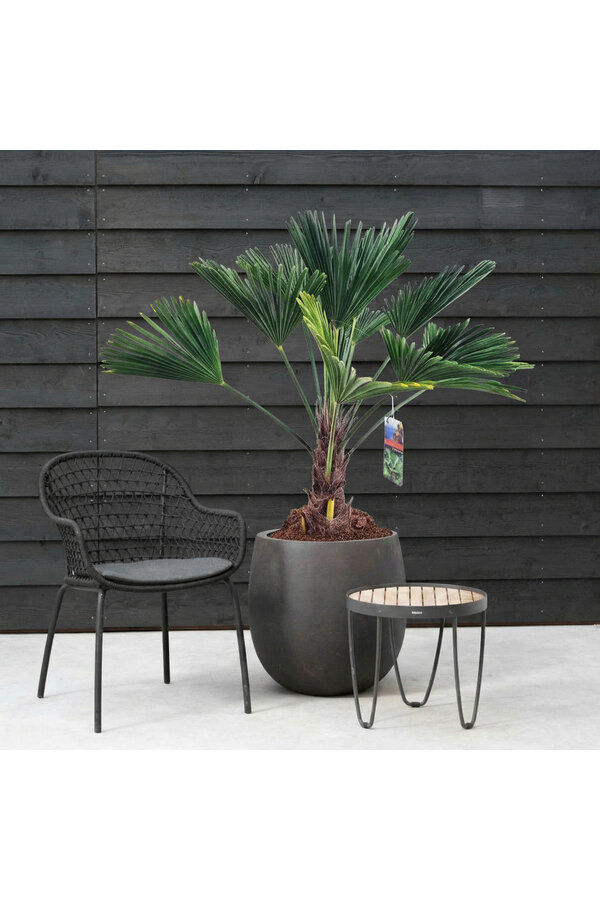 Trachycarpus Wagnerianus