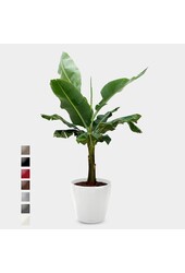 Bananenplant Kingsize in Lechuza Classico