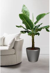 Bananenplant Kingsize in Lechuza Classico
