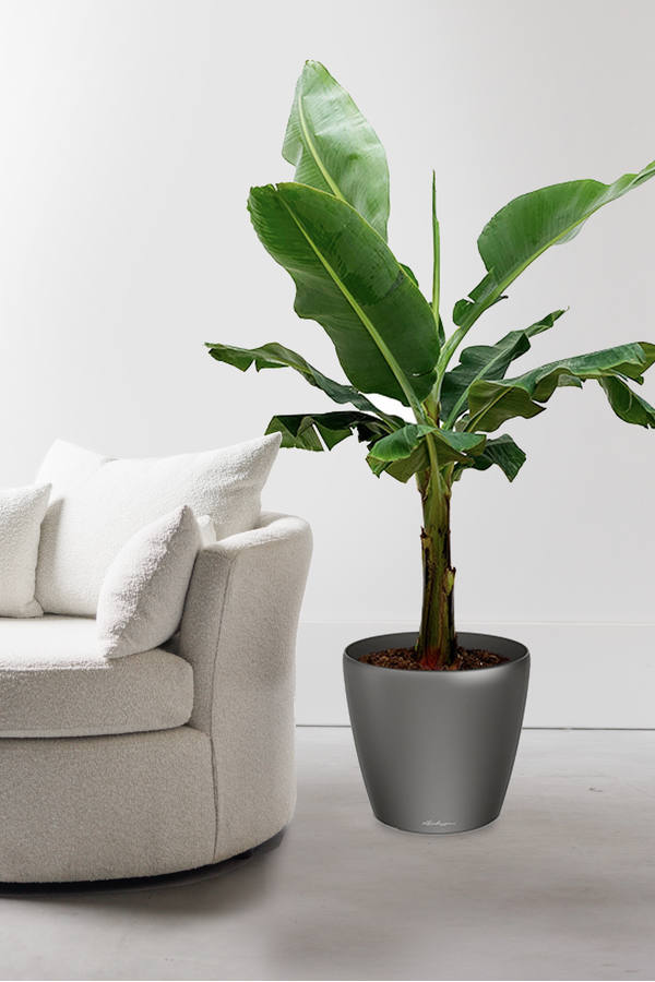 Bananenplant Kingsize in Lechuza Classico