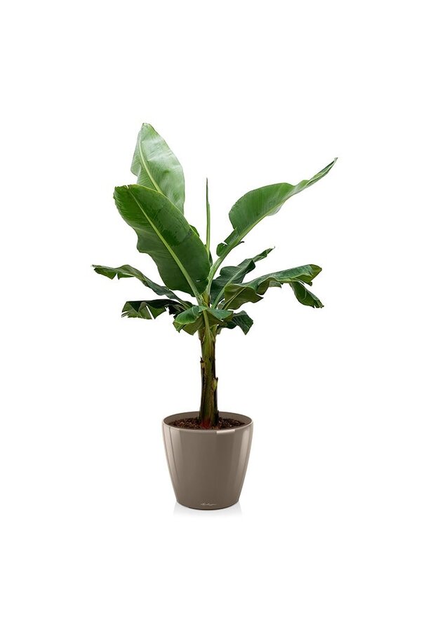 Bananenplant Kingsize in Lechuza Classico